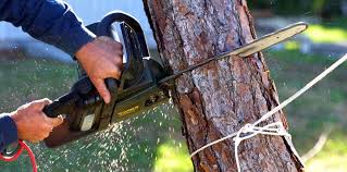 Best Tree Preservation Services  in Los Angeles, CA
