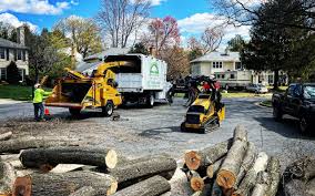 Best Tree Maintenance Programs  in Los Angeles, CA