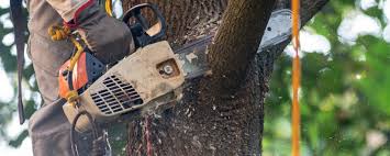 Best Lawn Irrigation Installation and Maintenance  in Los Angeles, CA