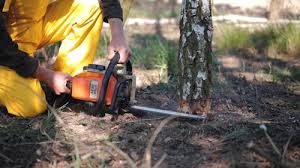 Best Fruit Tree Pruning  in Los Angeles, CA