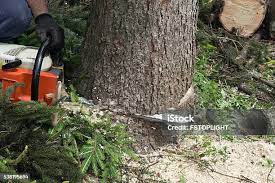 Best Tree Disease Treatment  in Los Angeles, CA