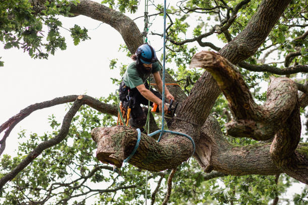 Best Tree Risk Assessment  in Los Angeles, CA