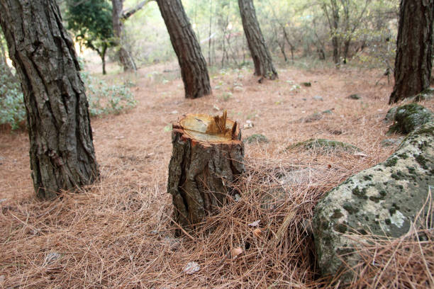 Best Arborist Consultation Services  in Los Angeles, CA