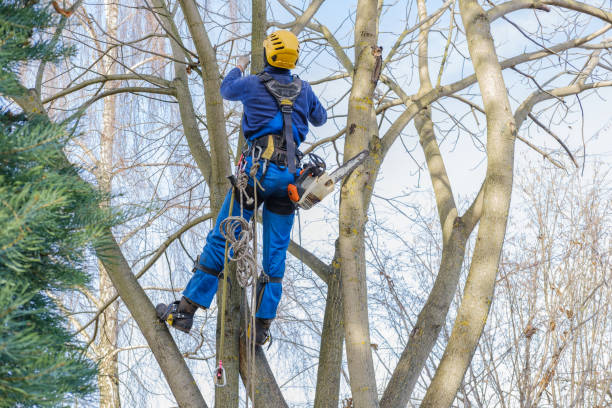 Best Weed Control  in Los Angeles, CA