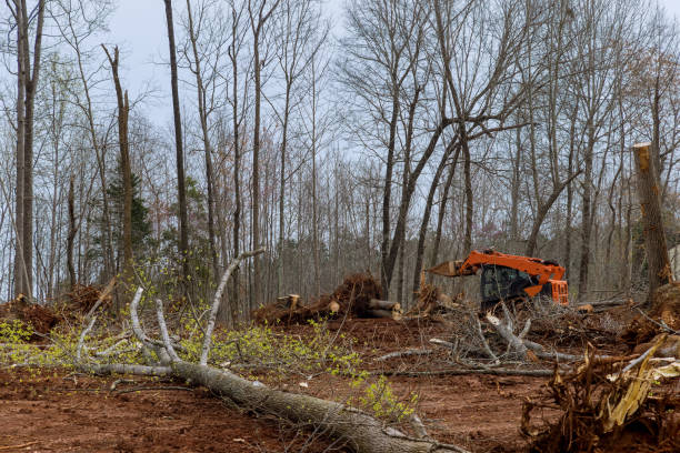 Best Emergency Tree Removal  in Los Angeles, CA