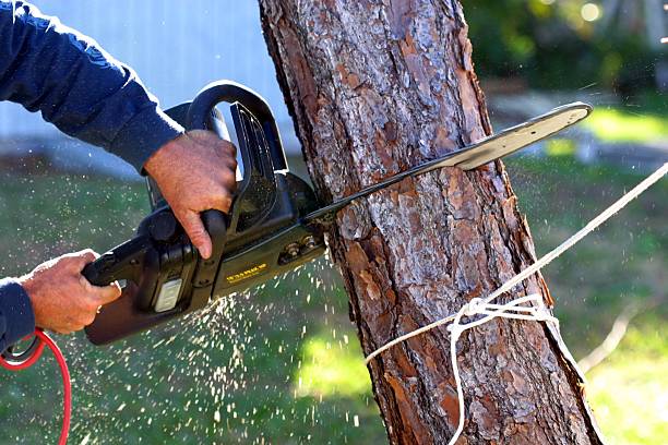 Best Seasonal Cleanup (Spring/Fall)  in Los Angeles, CA