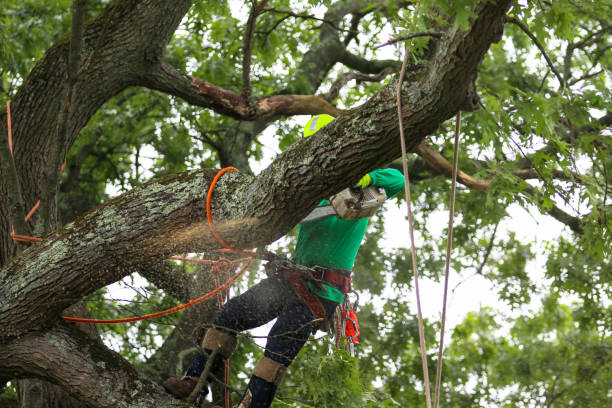 Best Tree Mulching  in Los Angeles, CA