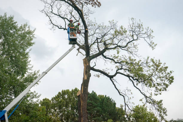 How Our Tree Care Process Works  in  Los Angeles, CA