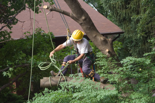Best Storm Damage Tree Cleanup  in Los Angeles, CA