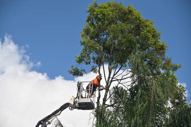 Best Firewood Processing and Delivery  in Los Angeles, CA