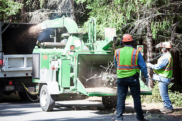 Best Lawn Watering Services  in Los Angeles, CA