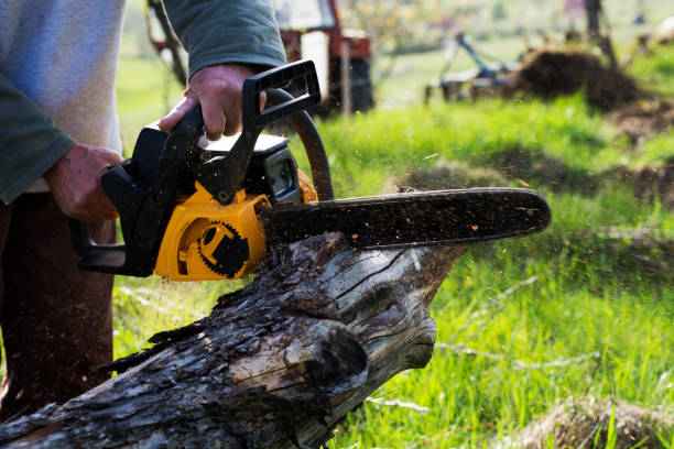 Trusted Los Angeles, CA Tree Care Experts